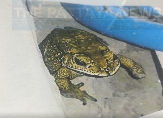 UPDATE: Cyanide might have been contained in herbal alcohol mixed with toad blood that killed one, injured 12 in Chonburi