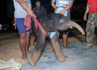 Baby elephant born at Nongnooch Garden in Pattaya
