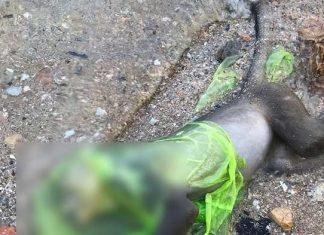 Monkey found dead in Chonburi with head stuck in plastic bag