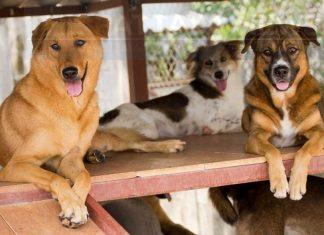 Opinion: I’m afraid to walk around at night in Pattaya as the stray dog situation gets steadily worse