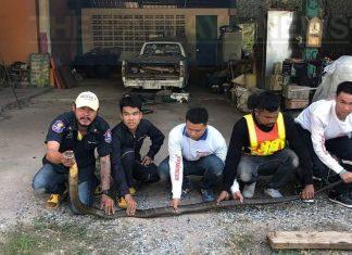 Five meter long cobra caught in Chonburi