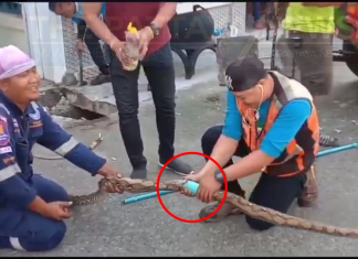 Large python rescued after being stuck in drain in Sri Racha