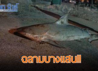 Requin bouledogue trouvé sur la plage de Bangsaen