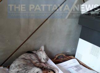 Phuket hotel decides to hire Guest “Meow” relation officer