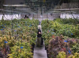 Thailand finalizes removal of marijuana from the Narcotics list for medical and licensed use