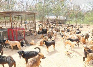 Reader opinion/mailbag: Something has to be done about the growing stray dog problem in the Pattaya area