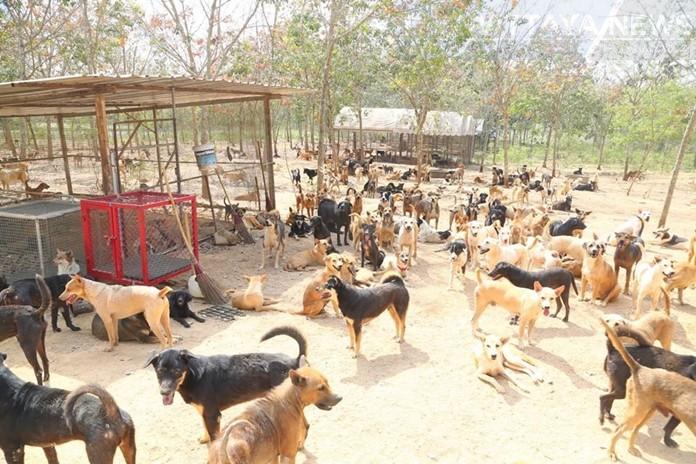1371-n3-2-2-20-N-Jan-30-02-DM-checks-stray-dog-home.jpg