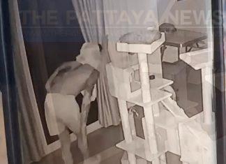Полиция разыскивает вора без рубашки, который ворвался в кафе для собак и кошек в Паттайе и был заснят на видео.