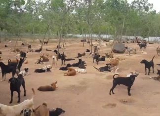 Soi Dog Foundation statement: No proven risk to cats and dogs for Covid-19