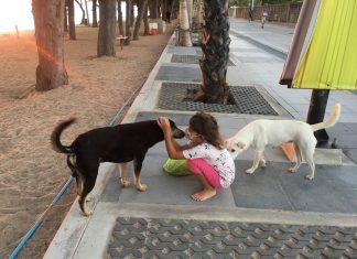 Pattaya Animal Coalition takes care of stray animals in closed off area of Jomtien Beach
