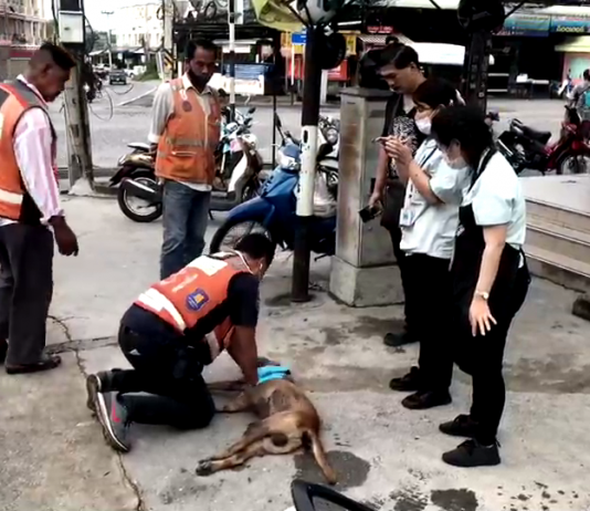 Популярная местная бездомная собака умерла в Сираче после отравления