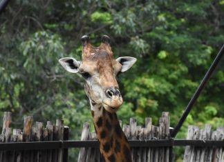 Chonburi Governor relaxes more Covid-19 restrictions: Tourist attractions, Zoo/animal attractions, museums, and more