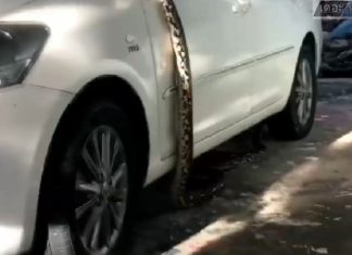 Четырехметровый питон найден в автомобиле в Чонбури