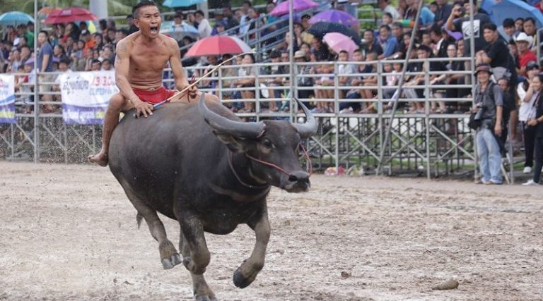 Chonburi Buffalo Racing festival set to begin The Pattaya News