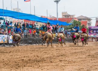 Chonburi annual Buffalo Racing festival has officially begun