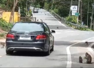 Warning signs posted after monkey bites couple taking pre-wedding photos near Bang Saen Beach in Chonburi