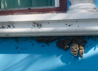Local Pattaya resident shocked to find massive hornet nests all over his home