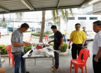 Pattaya mobile sterilization and vaccination truck for stray cats and dogs is officially being deployed, city working to control stray animal problem