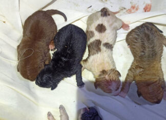 Four abandoned puppies safely rescued after being thrown in a bag and dumped in a pond early this morning in Samut Prakan