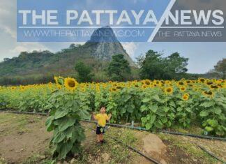 Sunflowers blooming in Sattahip draw large crowds – Photo tour