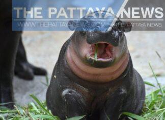 Khao Kheow Open Zoo in Si Racha welcomes new baby hippo, holds contest for name