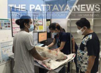 Pattaya area stray dog seriously injured, allegedly from gunshot, now in recovery, police hunting for offender