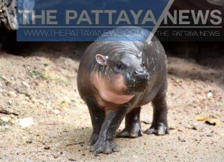 Nieuwe baby-nijlpaard in Khao Kheow Zoo in Si Racha krijgt haar naam na 20,000 stemmen van Thaise inwoners
