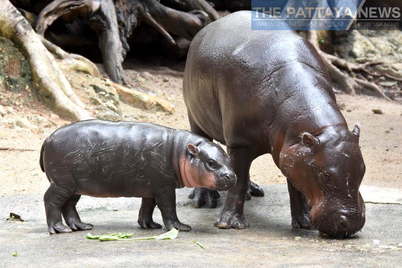 シーラチャのカオカオ動物園のカバの赤ちゃん タイ人の2万票の投票で名前が決定 The Pattaya News