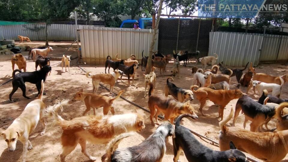 Pattaya stray dog shelter needs help after Pattaya City takes over the full responsibility of running the shelter - The Pattaya News