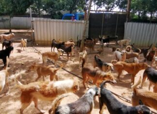 Pattaya City officials say they continue to work to solve problems with overpopulation of street dogs in the area