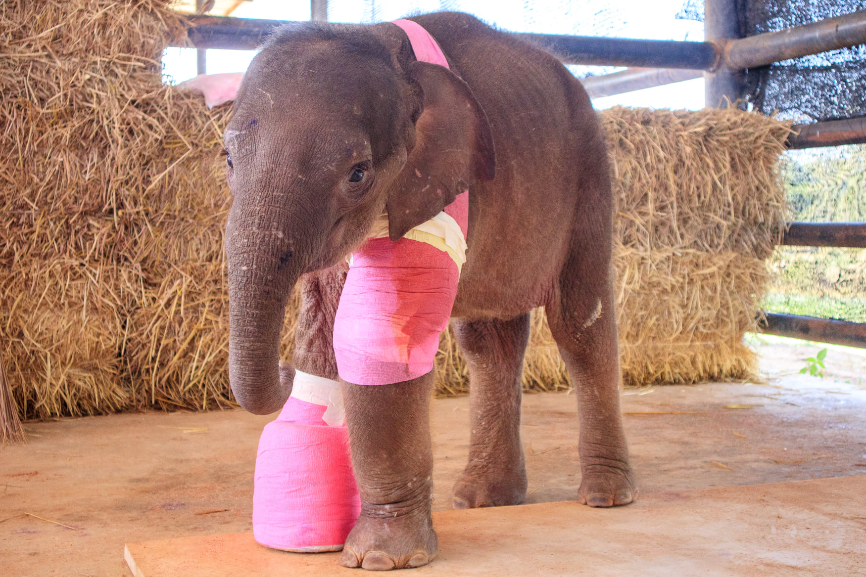 Thai baby elephant gets life-saving care after trap and shooting ordeal