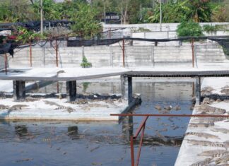 Фермеры, выращивающие крокодилов в Чонбури, призывают потребителей есть крокодилов вместо свинины и курицы из-за роста цен