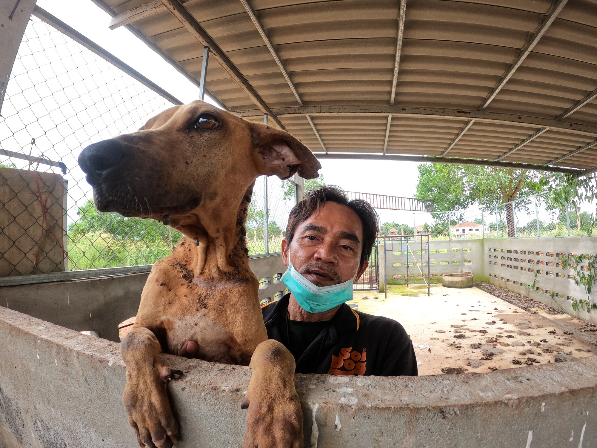 Soi Dog Foundation comes to the rescue of dying dogs in illegal Surat Thani  shelter - The Pattaya News