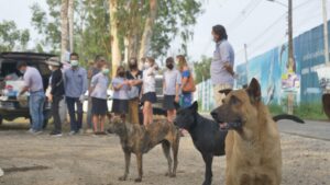 Pattaya City to Tackle Rabies with Free Vaccinations in January 2024