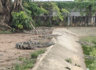 Департамент рыболовства Таиланда изъял более 50 крокодилов с фермы в Бангламунге.