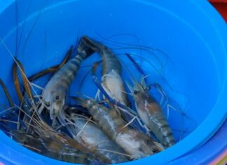 Rayong public health confirms no contaminated oil found in sea animals, says seafood is safe in Rayong