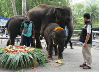 Видео: Открытый зоопарк Кхао Кхео вчера отпраздновал Национальный день слона, представив нового слоненка