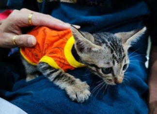 Вчера в Шри-Раче спасли 3-месячного котенка, застрявшего в канаве.