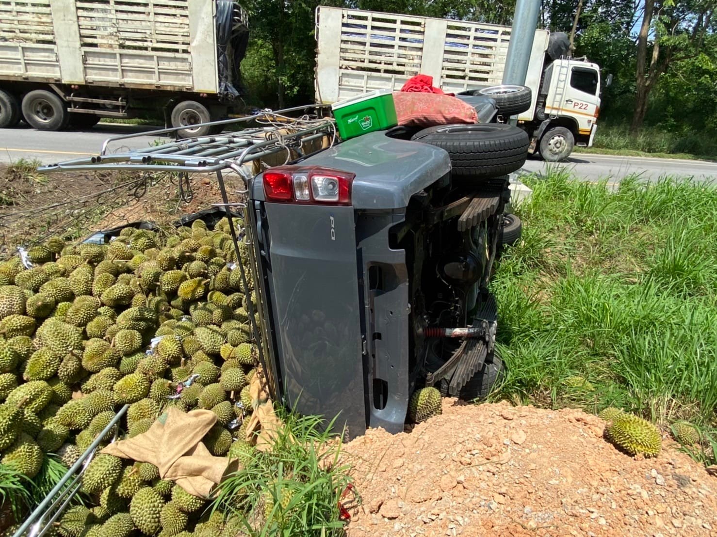 Hundreds of durians scattered after sleepy pickup truck driver overturns in Ban Bueng