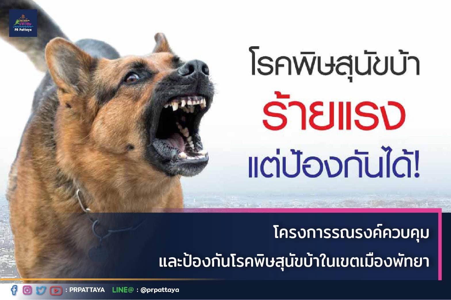 Pattaya city urges citizens to get pets vaccinated and sterilized, ranging from April 20th to April 27th
