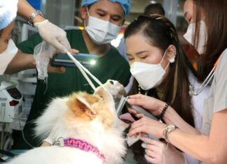 Her Royal Highness Princess Chulabhorn visits animal medical unit in Sattahip to vaccinate animals and assist with volunteer work