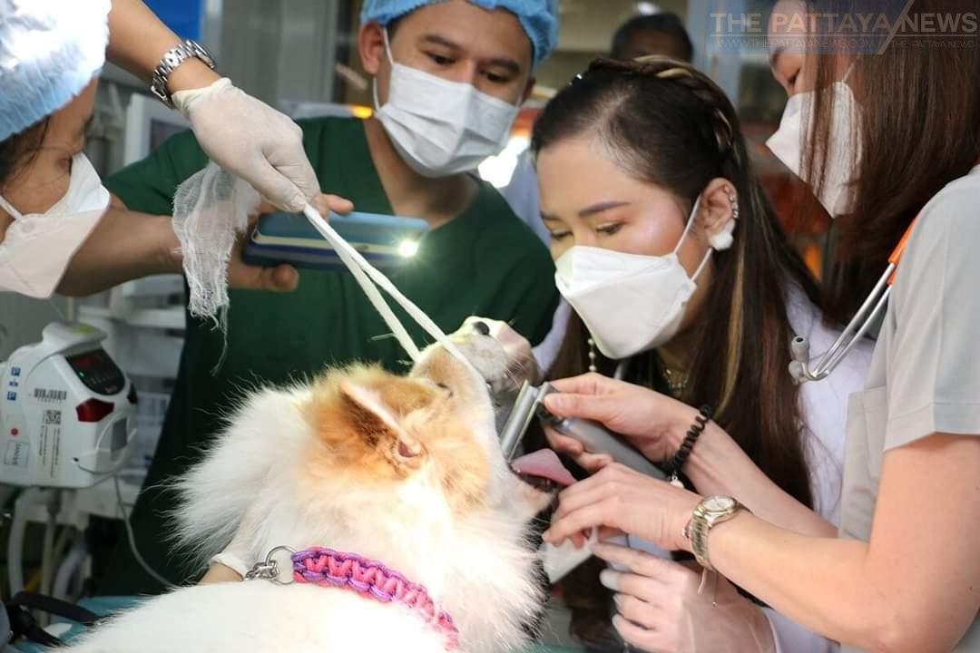 Her Royal Highness Princess Chulabhorn visits animal medical unit in Sattahip to vaccinate animals and assist with volunteer work