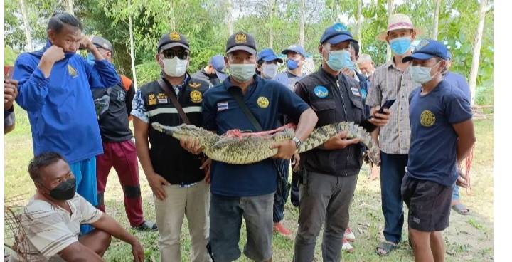 Surprise! Locals searching for a monitor lizard in a Chonburi lagoon get bitten by a crocodile instead!