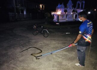 Vier Fuß lange Königskobra, die in der Gegend von Pattaya gefangen wurde