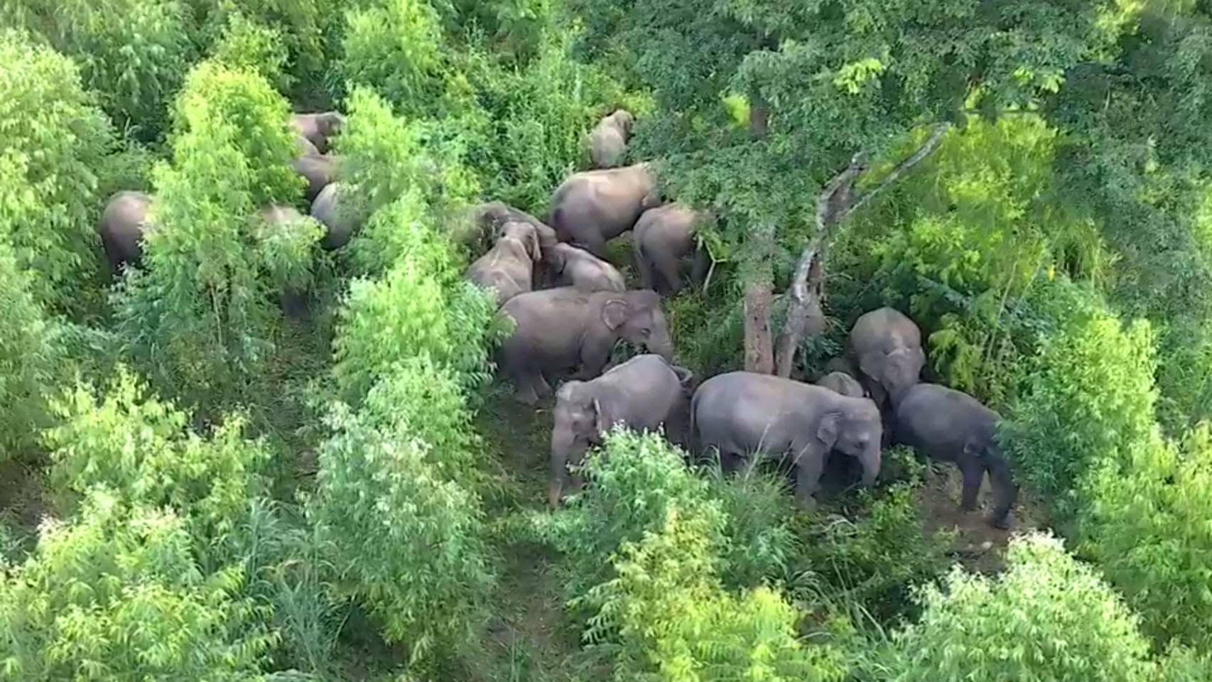 Wildlife Conservation Department considering “birth control” for rapidly growing wild elephant population in Chonburi and other Eastern provinces