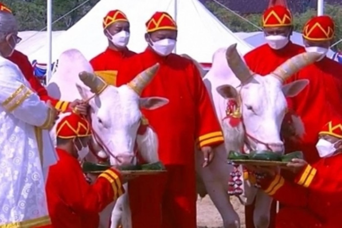 Ceremonial oxen predict prosperous agriculture and flourishing economy at Royal Ploughing Ceremony in Bangkok