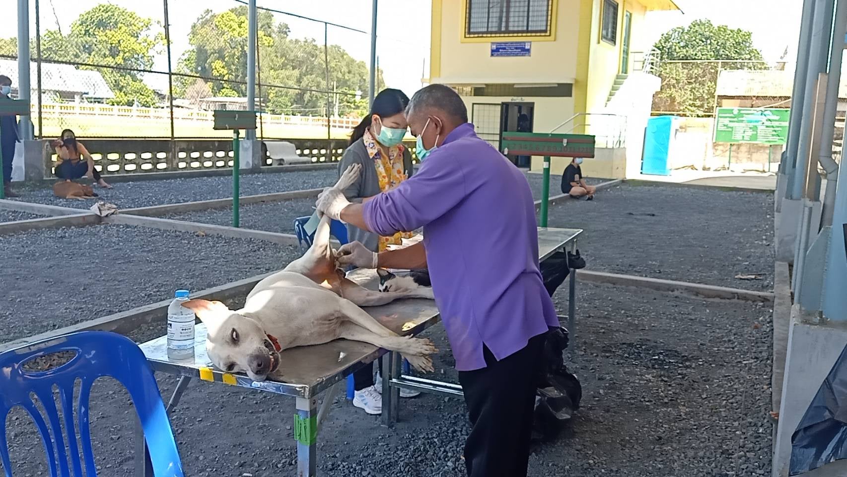Bang Lamung municipality spays pets to reduce stray animals in the Pattaya area