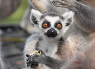 Khao Kheow Open Zoo debuts a new baby ring-tailed lemur