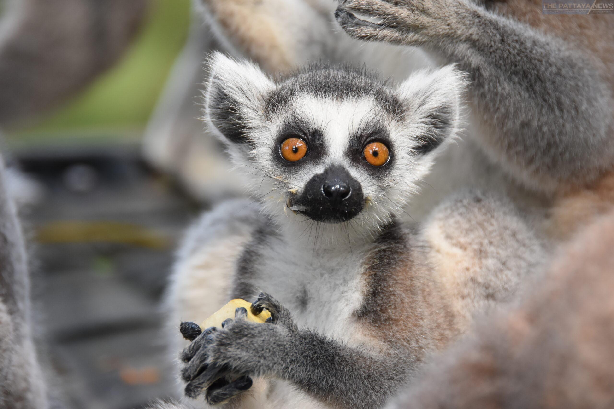 Khao Kheow Open Zoo debuts a new baby ring-tailed lemur