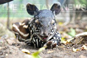 Khao Kheow Open Zoo introduces a newborn baby tapir, one of Thailand’s endangered species